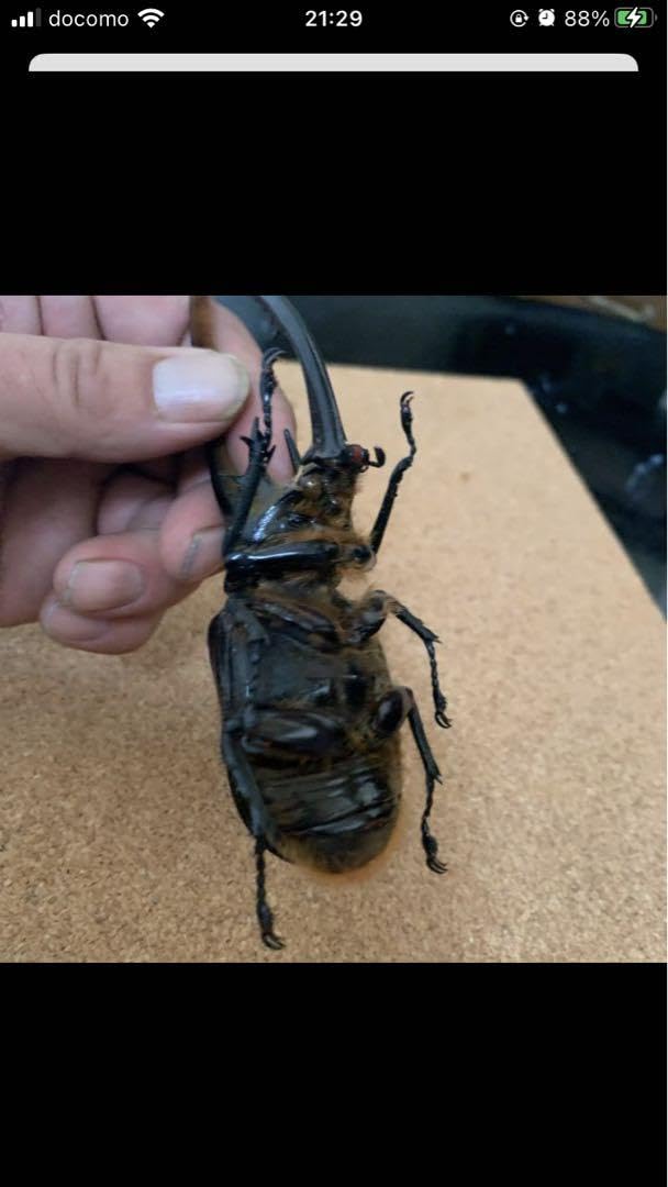 ネプチュ−ンオオカブト♂野外標本 大特価‼️ネプチューンオオカブト 野外品 標本 - メルカリ